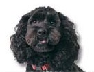 Cockapoo for dog ecards