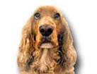 Cocker Spaniel for dog ecards