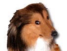 Sheltie for dog ecards
