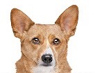 Welsh Corgi German Shepherd Mix for dog ecards