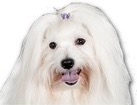Coton de Tulear for dog ecards