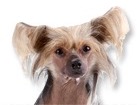 Chinese Crested Hairless for dog ecards