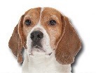Beagle for dog ecards