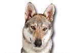 Czechoslovakian Wolfdog for dog ecards