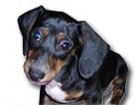 Black and Tan Dachshund for dog ecards