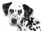 Dalmatian for dog ecards