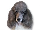 Parti Standard Poodle for dog ecards
