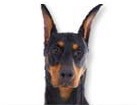 Doberman Pinscher for dog ecards
