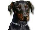 Doberman Pinscher for dog ecards