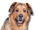 Dutch Shepherd Mix for dog ecards
