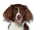 Dutch Partridge Dog for dog ecards