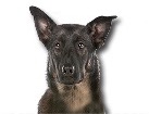 Dutch Shepherd Dog for dog ecards
