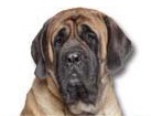 English Mastiff for dog ecards