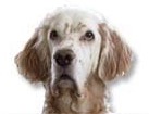 English Setter for dog ecards