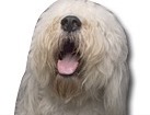 Old English Sheepdog for dog ecards