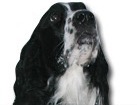 English Springer Spaniel for dog ecards