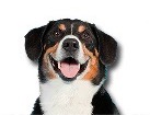 Entlebucher Mountain Dog for dog ecards