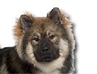 Eurasier for dog ecards