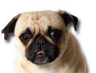 Fawn Pug for dog ecards