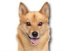 Finnish Spitz for dog ecards