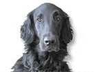 Flat-Coated Retriever for dog ecards