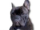 Black French Bulldog for dog ecards