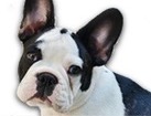 French Bulldog for dog ecards