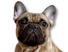 French Bulldog for dog ecards