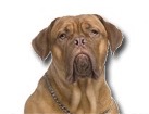 French Mastiff for dog ecards