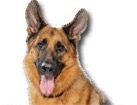 German Shepherd for dog ecards