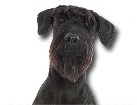 Giant Schnauzer for dog ecards