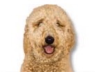 Goldendoodle for dog ecards