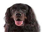 Gordon Setter for dog ecards
