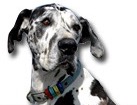 Great Dane for dog ecards
