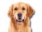 Golden Retriever for dog ecards