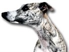 Greyhound for dog ecards