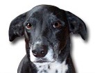 Greyhound Mix for dog ecards