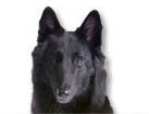 Groenendael for dog ecards
