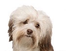 Havanese for dog ecards