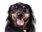 Hovawart for dog ecards
