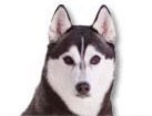Siberian Husky for dog ecards
