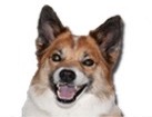 Icelandic Sheepdog for dog ecards