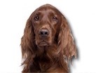 Irish Setter for dog ecards