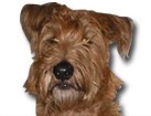 Irish Terrier for dog ecards