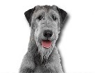 Irish Wolfhound for dog ecards