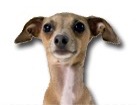 Italian Greyhound for dog ecards