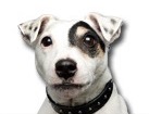 Jack Russell Terrier for dog ecards