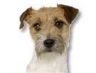 Rough Coated Jack Russell for dog ecards