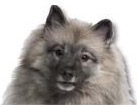 Keeshond for dog ecards