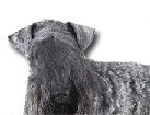Kerry Blue Terrier for dog ecards